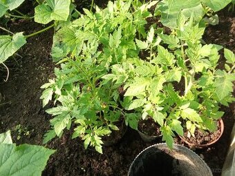 Výpredaj priesady paradajky paprika
