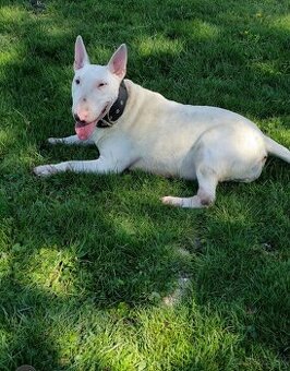 Bullterrier