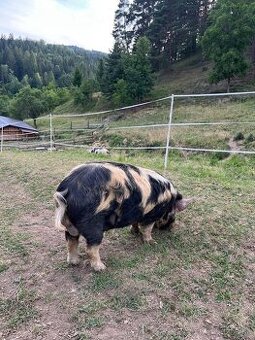 Kanec kune kune - 1