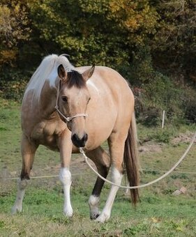 Kobyla APH Paint Horse