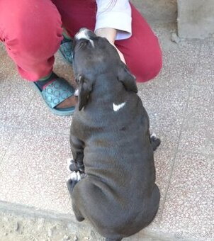 American bully - NIKE - rezervovaný do 11.10.