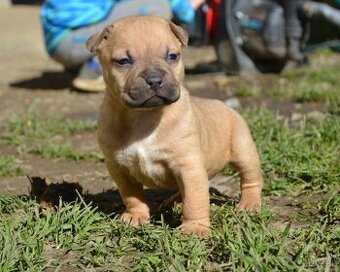 American bully pocket /sharpei