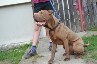 American bully pocket /sharpei