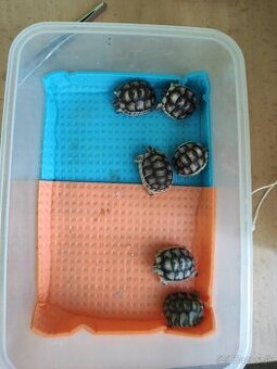 Suchozemská korytnačka-môj odchov 2025, prijímam rezervácie