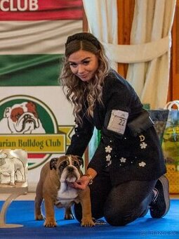 Anglicky Bulldog, buldog, bulldok, bulldogge s PP