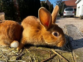 Burgundský králik/Burgundské králiky
