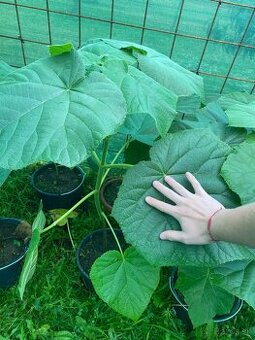 Paulownia Tomentosa rýchlorastúci strom