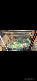 Terarium