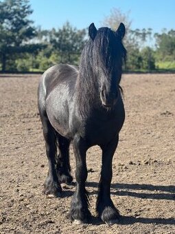 Fellský pony
