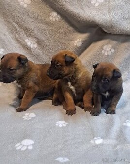 Belgický ovčiak -malinois