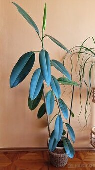 Ficus Elastica longifolia / Fikus / Gumovník