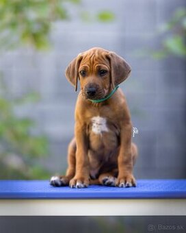 Rhodesian ridgeback - k odberu ihned s PP
