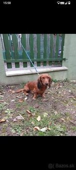 Jazvečík dlhosrsty