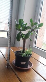Crassula Ovata - tučnolist, Strom peňazí - 18 Eur (č. 3)