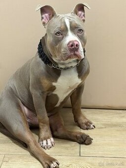 American bully pocket