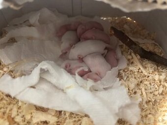 Holíčatá, skočky, medvedíky, dospelé myši na skrm