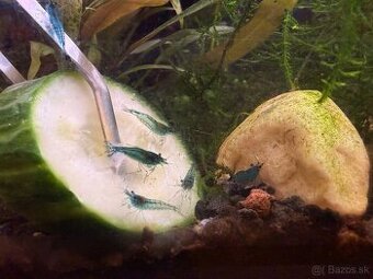 Krevety Neocaridina davidi var. Blue