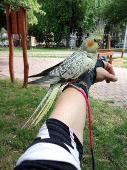 Predám korely ručne dokrmene perlove