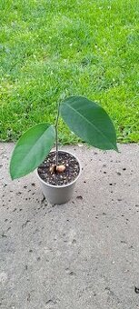 Čampedak-Artocarpus Integer - 1