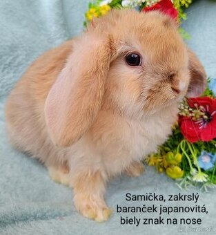 Zakrslý baranček s VP samička japanovitá, biely znak