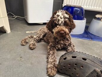 Lagotto romagnolo s PP (italský vodní pes)