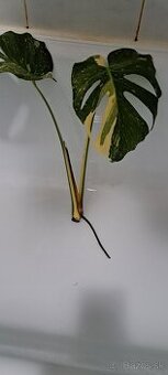 Monstera Thai odrezok - 1