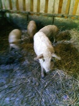 Odstavčatá mangalica