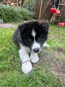 2 šteniatka - kríženec border Kolia(3/4) a husky (1/4)