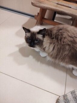 Mačka ragdoll