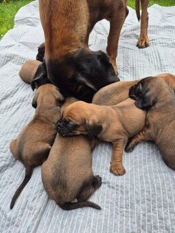 Šteniatka Bavorský farbiar