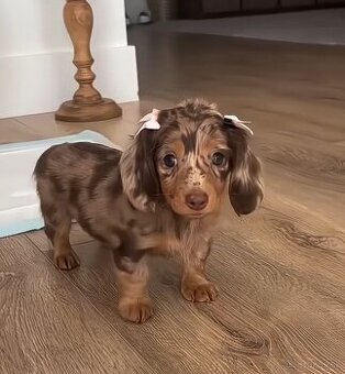 Kúpim šteniatko jazvečíka - 1