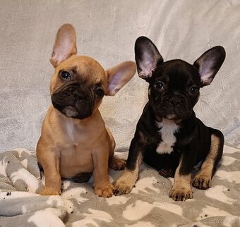 Šteniatka- Francúzsky buldoček oranžový a black & tan - 1