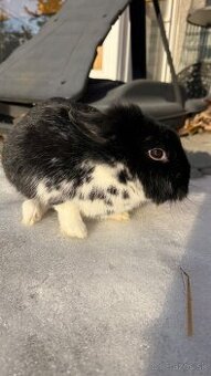 Zákrslý králik❤️