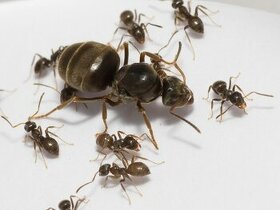 Mravce Lasius vhodné pre chov v interiéry