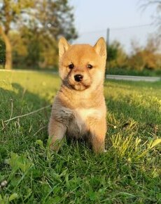 Shiba inu