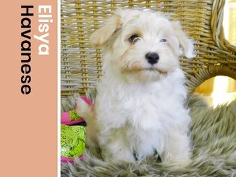 Havanský psík s PP ,Bichon Havanais k rezervácií - 1