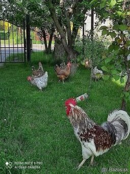 Švédska kvetina nasadove vajíčka