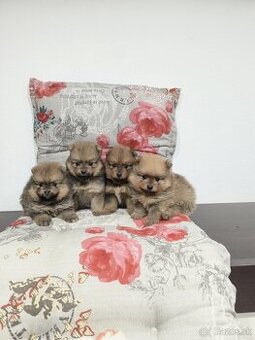 Špic typ pomeranian