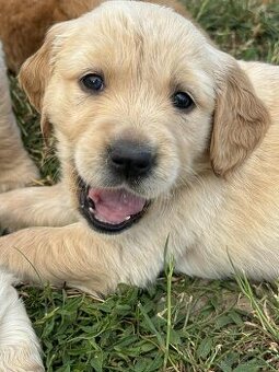 Zlatý retriever