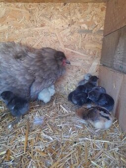 Predám sliepku araucana