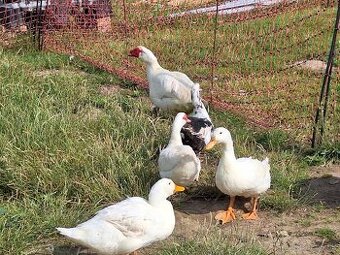 Brojler , peking kačice , pižmové kačice a pižmovy káčer