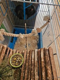 Osmak Degu + klietka a vybavenie - 1