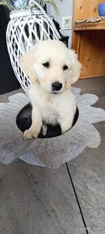 Zlatý retriever šteniatko