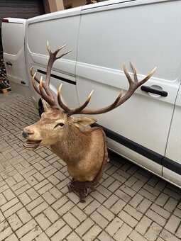 Trofej,parohy,parozie,jelen