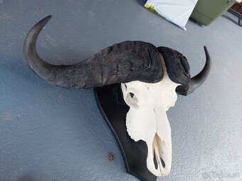 Trofej trofeje paroh parohy parozie zhody