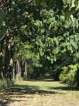 EXKLUZÍVNE – Orná pôda so stromami Paulownia tomentosa - 1
