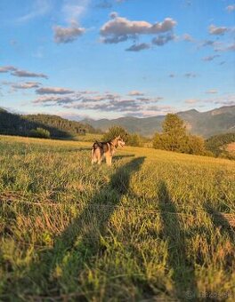 Adopcia - MALAMUT, Darujem