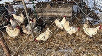 Predám domáce kohúty Bresse Gauloise.