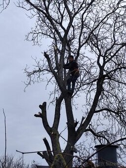 Výrub a orez stromov