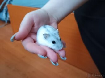 Škrečok dzungarsky